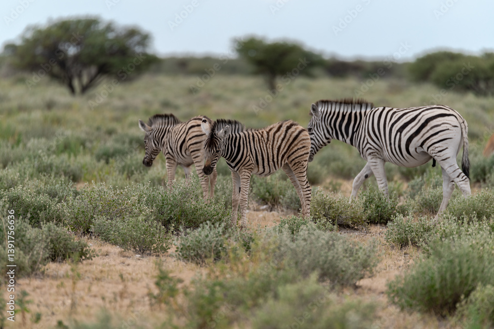 Fototapeta premium zebra in wild savannah, Animal of africa