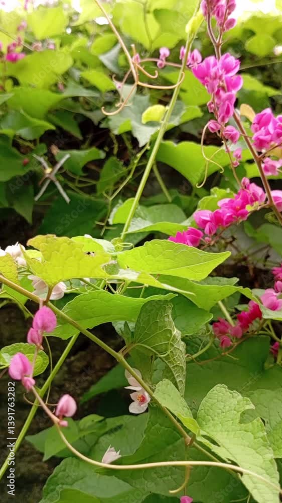 Antigonon Leptopus flowers FHD video. slow motion scene. Beautiful Coral Vine (Antigonon sp) Flower with vibrant color. This flower provide nectar for bees and insect. Antigonon Leptopus flowers FHD video. slow motion scene. Beautiful Coral Vine (Antigonon sp) Flower with vibrant color. This flower provide nectar for bees and insect.