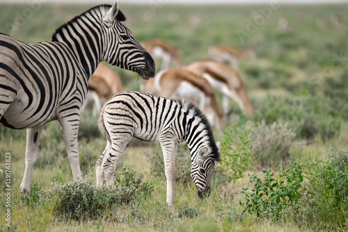 Zebre in wild savanna , Animal of africa