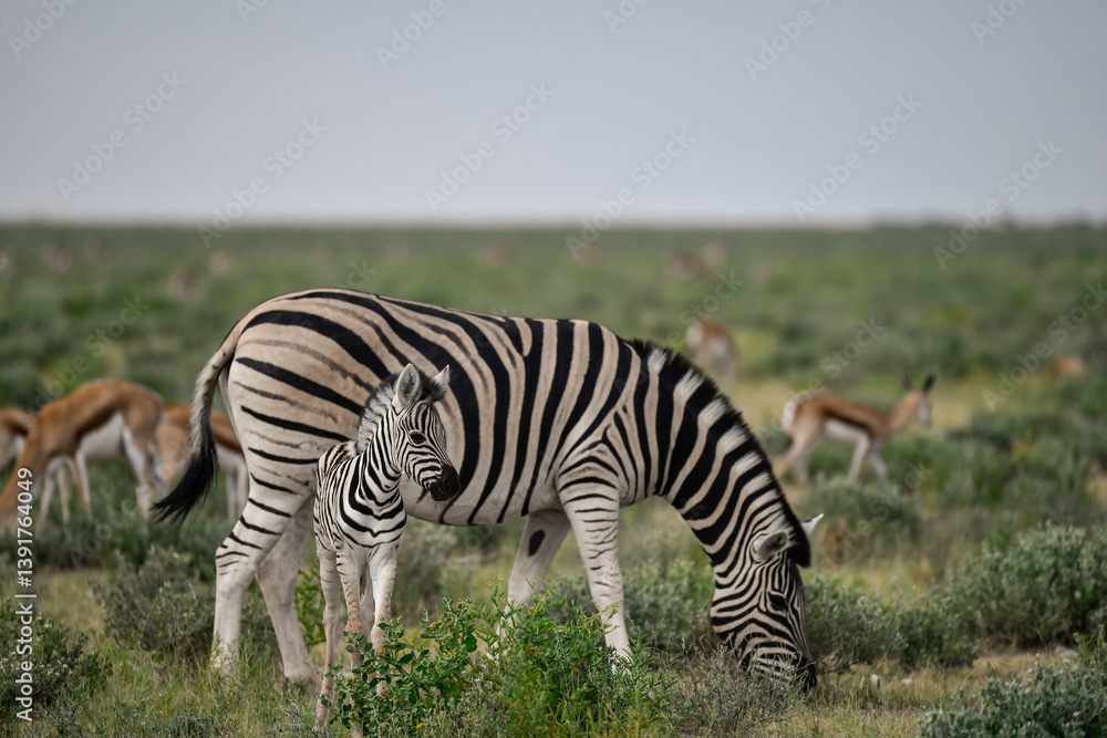 Fototapeta premium Zebre in wild savanna , Animal of africa
