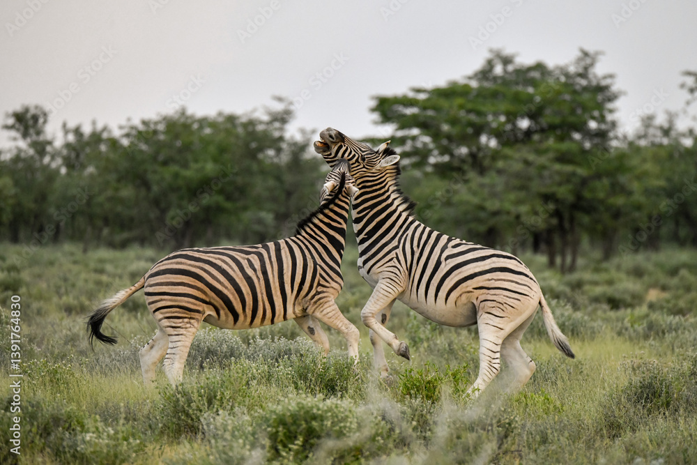 Fototapeta premium Zebre in wild savanna , Animal of africa