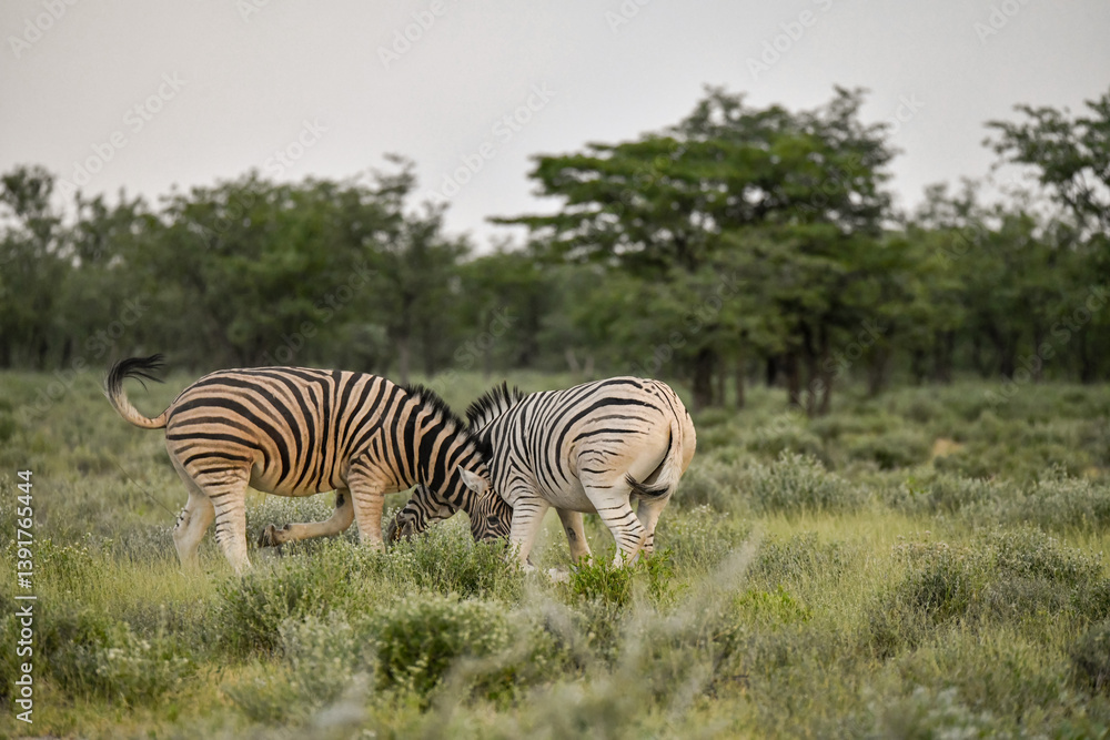 Fototapeta premium Zebre in wild savanna , Animal of africa