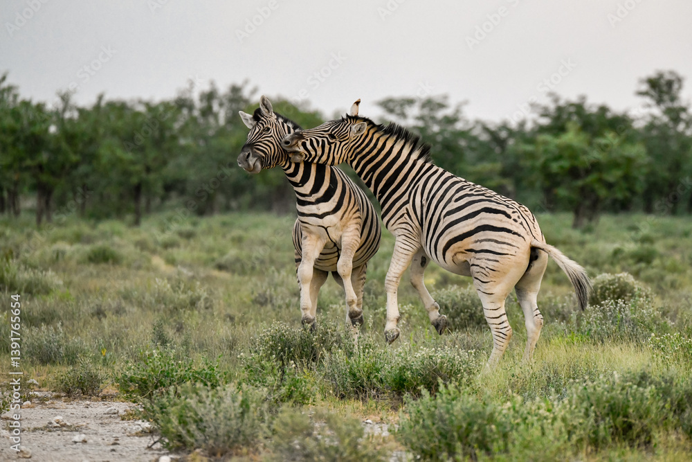 Fototapeta premium Zebre in wild savanna , Animal of africa