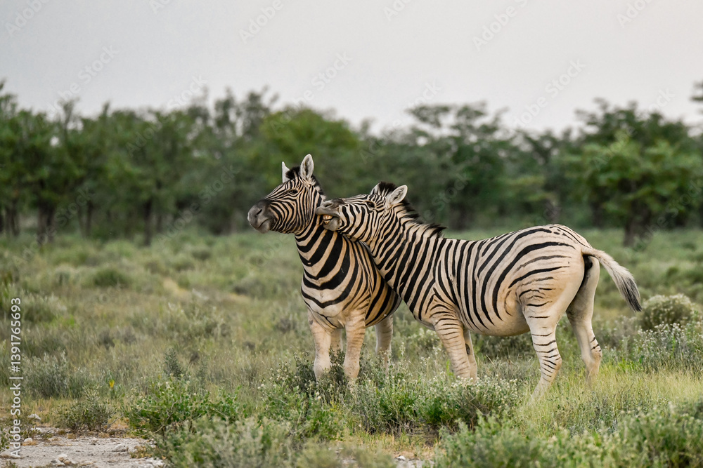Obraz premium Zebre in wild savanna , Animal of africa