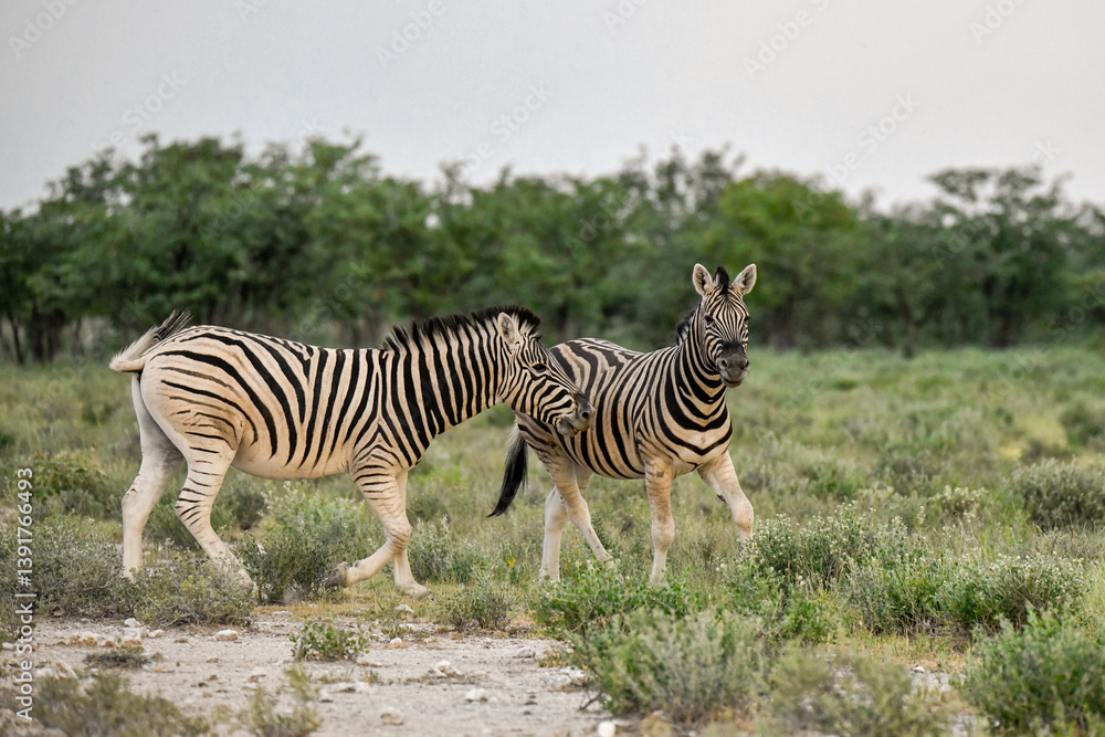 Obraz premium Zebra Family in African Savannah