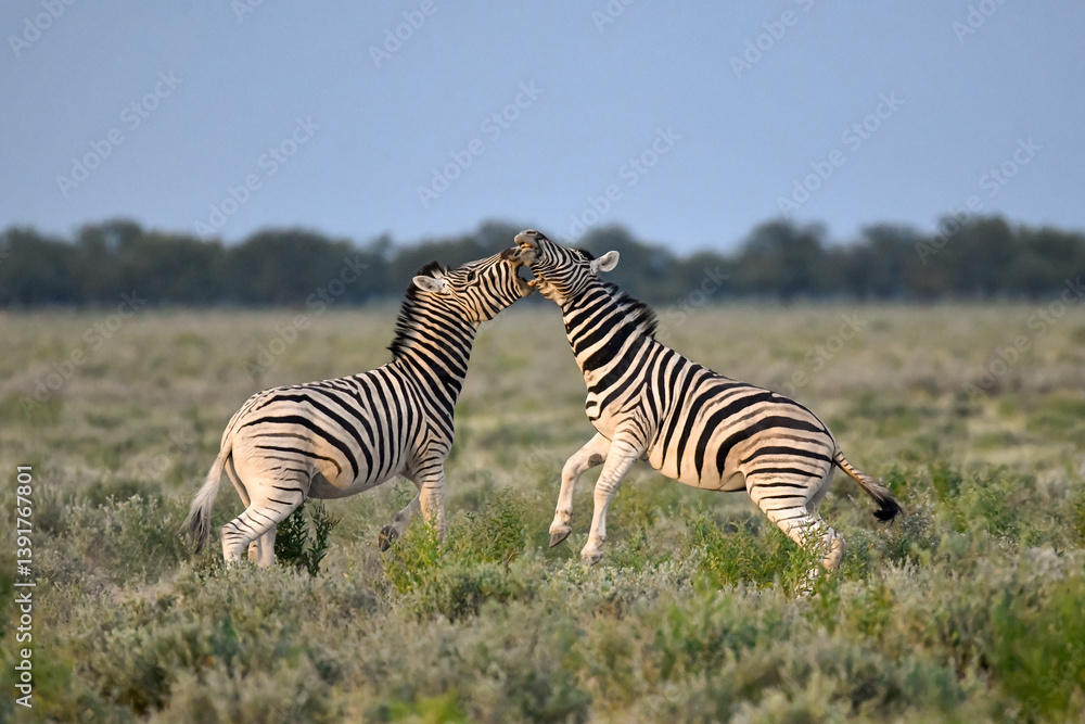 Obraz premium Zebra Family in African Savannah