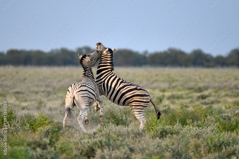 Obraz premium Zebra Family in African Savannah