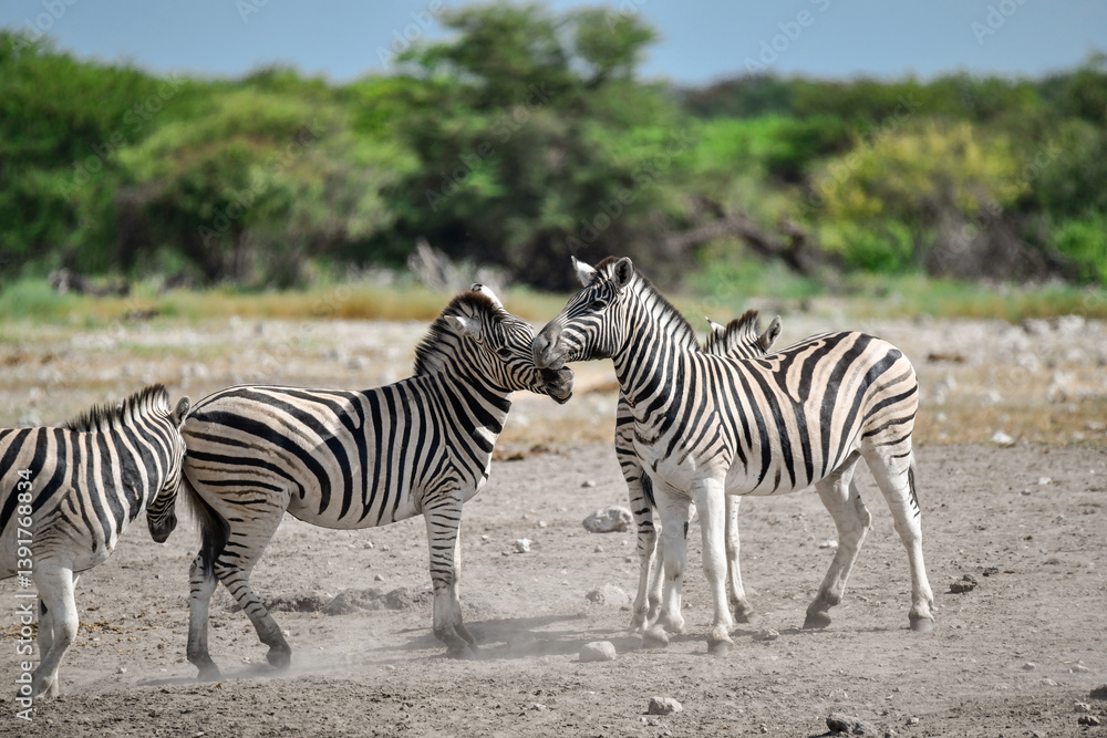 Obraz premium Zebra Family in African Savannah