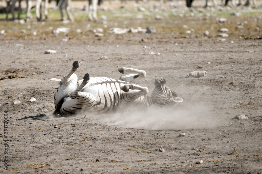 Obraz premium zebra in wild savannah, Animal of africa