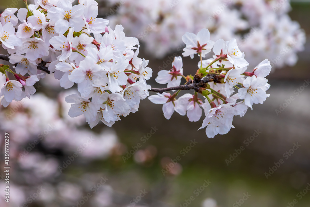 Fototapeta premium 満開の桜のクローズアップ