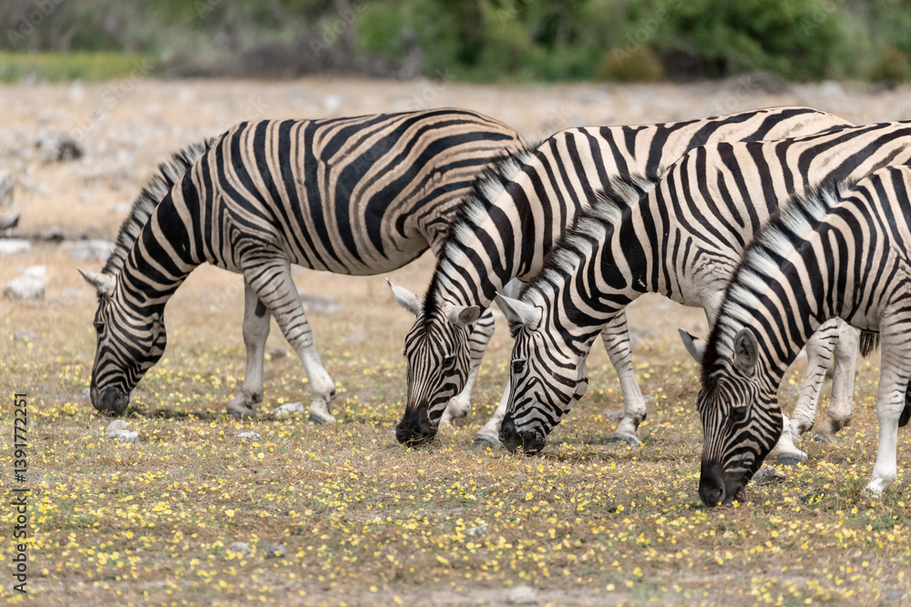 Fototapeta premium zebra in wild savannah, Animal of africa