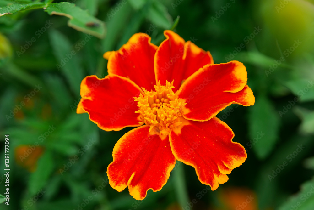 Close-Up of Vibrant Marigold Flower. Marigold Flowers in Bloom.Summer flowers wallpaper.Orange and yellow marigold Flowers in landscape design.Useful plants in the garden. Close-Up of Vibrant Marigold Flower. Marigold Flowers in Bloom.Summer flowers wallpaper.Orange and yellow marigold Flowers in landscape design.Useful plants in the garden.