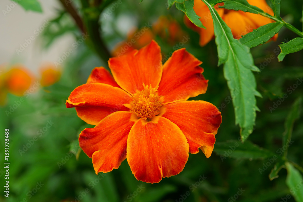 Marigold Flowers in Bloom .Summer flowers wallpaper.Orange and yellow marigold Flowers in landscape design.Useful plants in the garden. Marigold Flowers in Bloom .Summer flowers wallpaper.Orange and yellow marigold Flowers in landscape design.Useful plants in the garden.