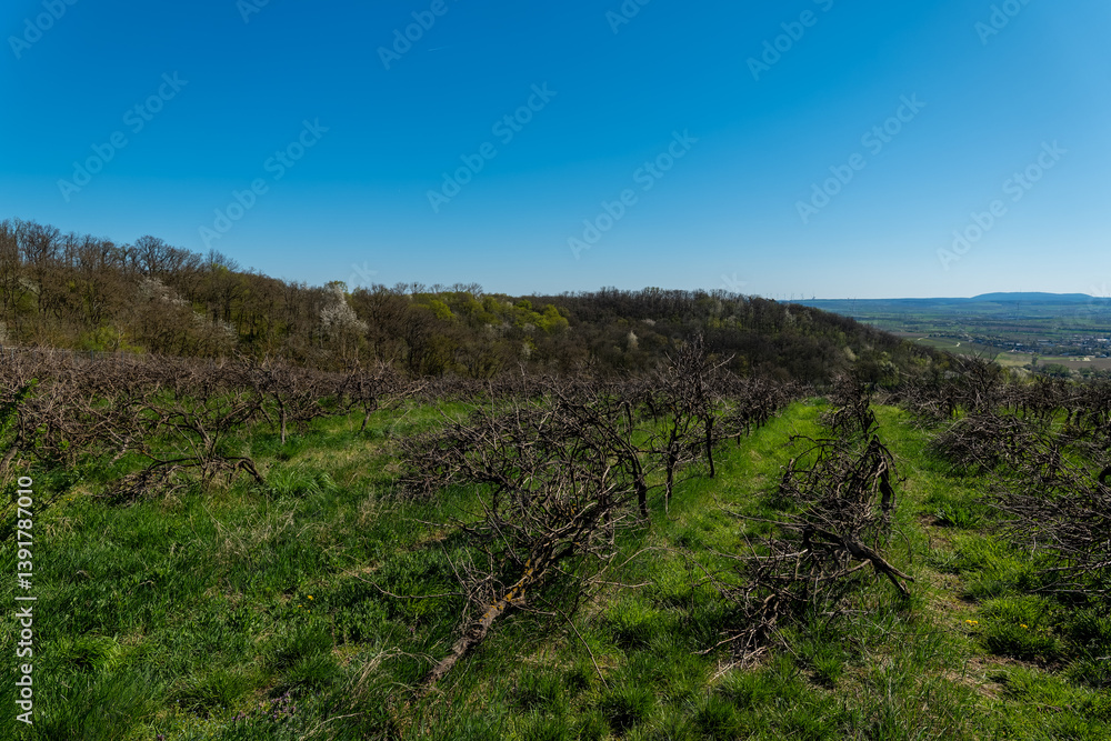 Fototapeta premium Vineyard landscape under clear blue sky with dormant vines in springtime growth phase