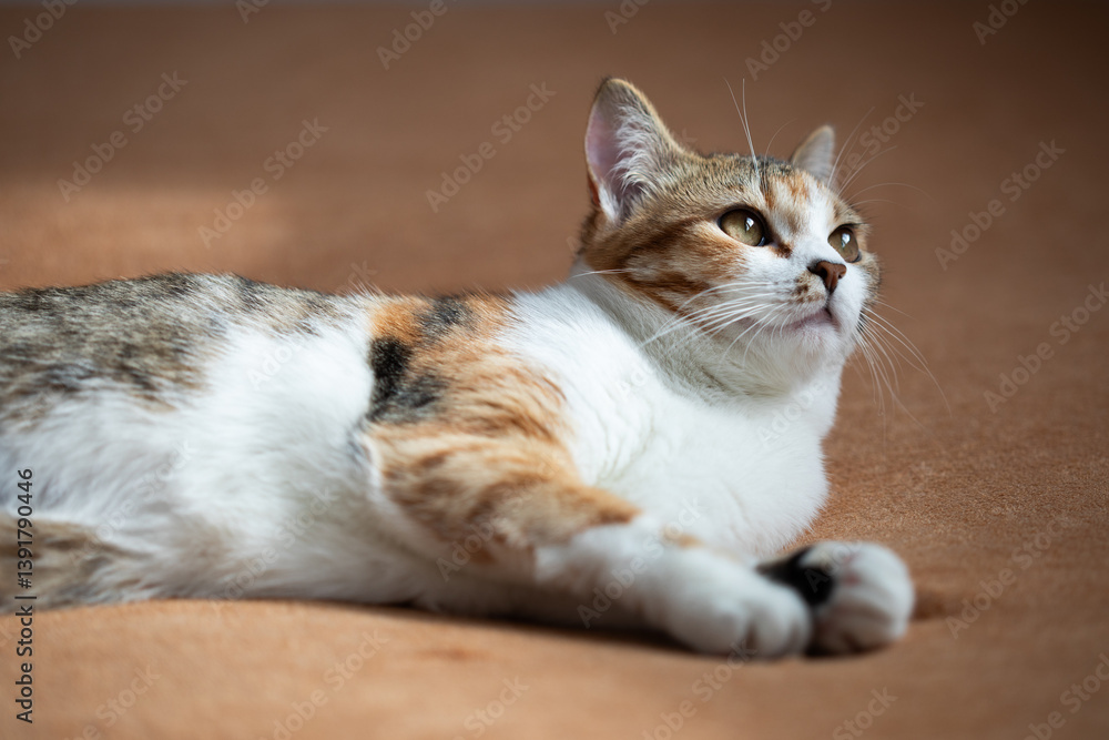 Portrait of little adorable tricolor kitten lying on sofa