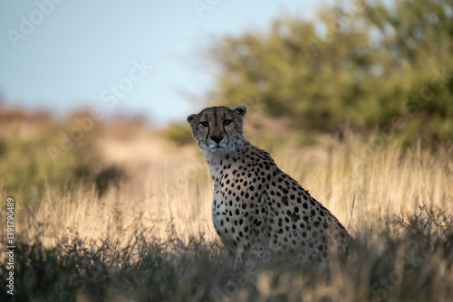 cheetah in the grass