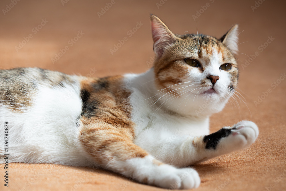 Portrait of little adorable tricolor kitten lying on sofa