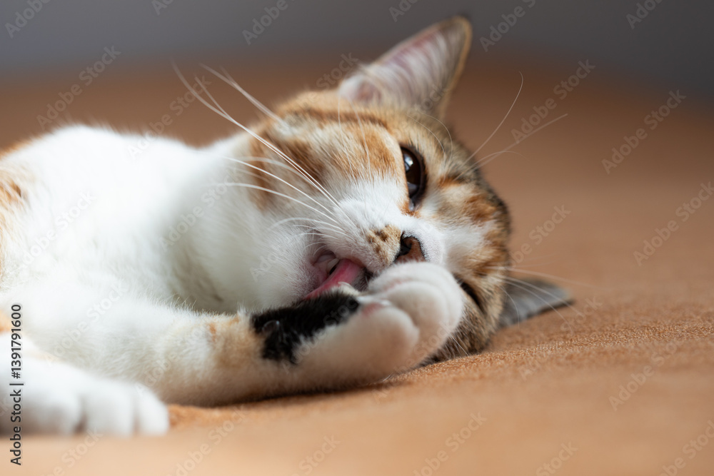 Portrait of little adorable tricolor kitten lying on sofa