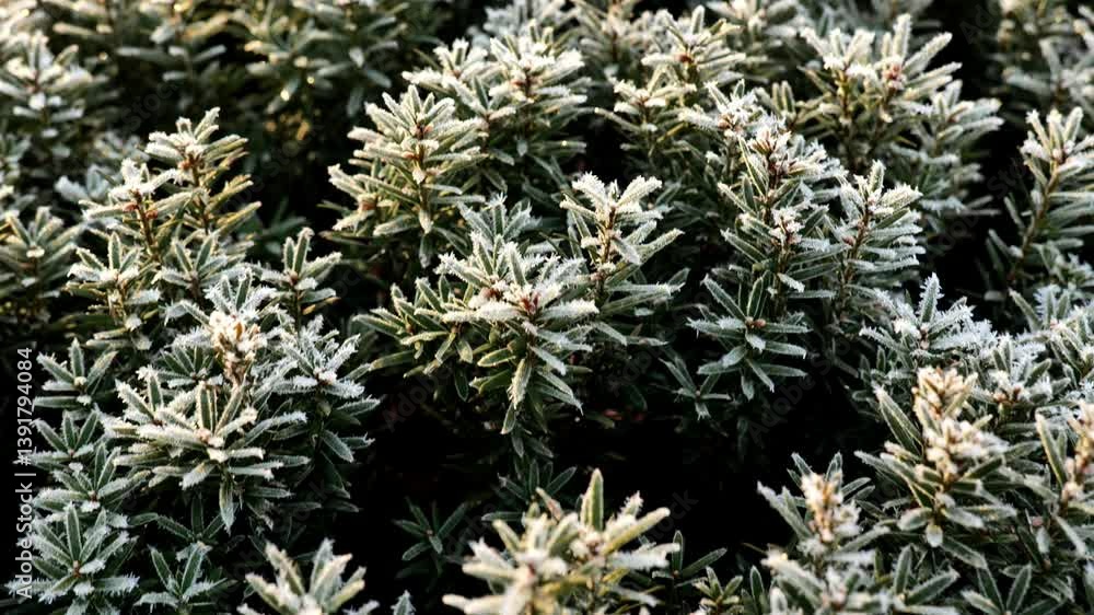 Fir branches in hoarfrost.Frost on plants. Frost weather. 4k footage Fir branches in hoarfrost.Frost on plants. Frost weather. 4k footage