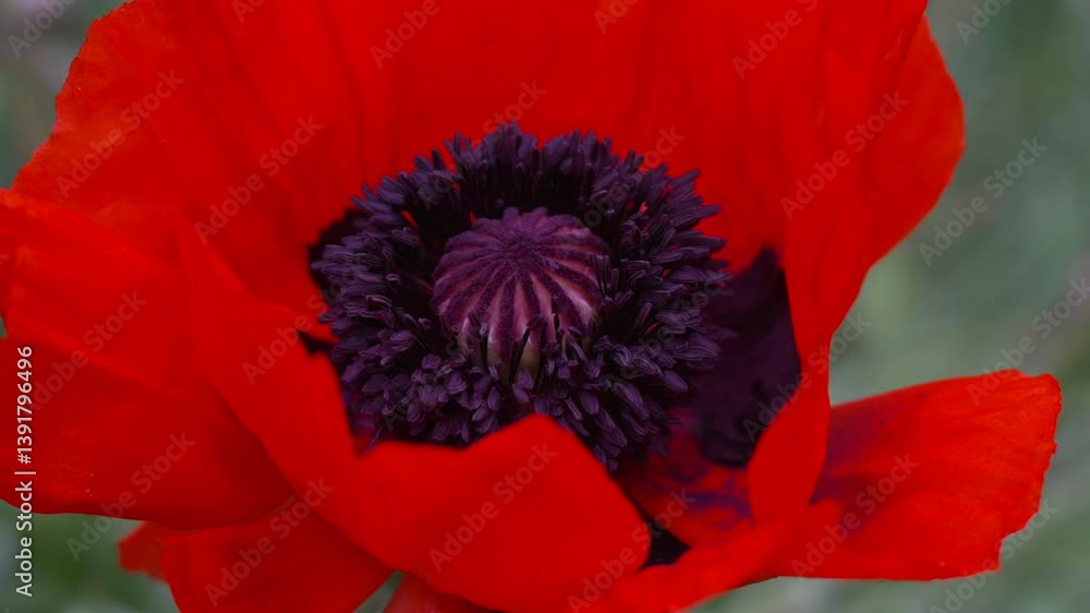 A red poppy flower with a dark center. scarlet poppies flowers with selective focus. Red poppies in soft light. Glade of red poppies. Soft focus blur. Papaver sp.