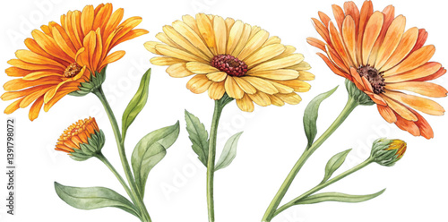 Three Calendula Flowers