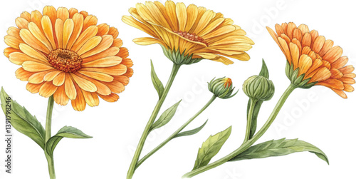 Watercolor Calendula Flowers