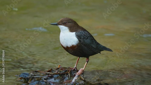 White throated dipper (Cinclus cinclus) singing, bird call