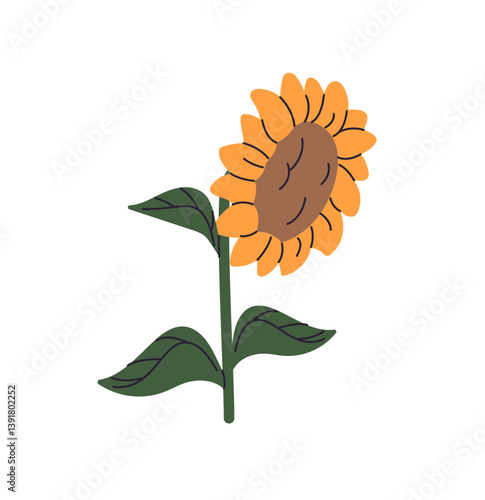 Ripe sunflower in farm, village. Rural sun flower is on summer field, meadow. Yellow blossom plant with leaves, steam. Countryside nature, flora. Flat isolated vector illustration on white background