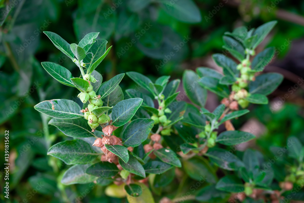 Ashwagandha plant or withania somnifera plant is ayurvedic medical plant