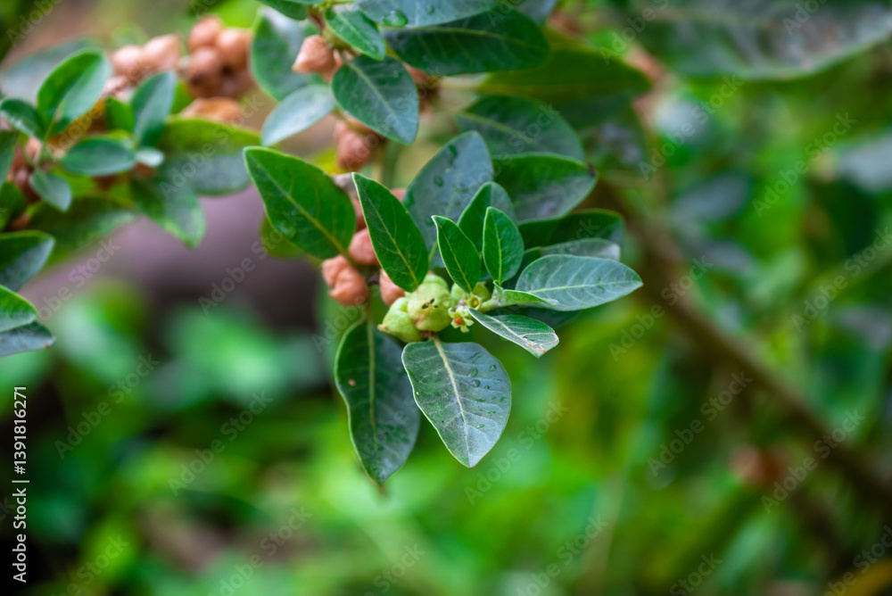 Ashwagandha plant or withania somnifera plant is ayurvedic medical plant Ashwagandha plant or withania somnifera plant is ayurvedic medical plant