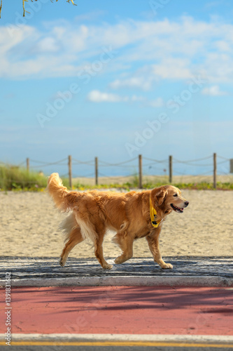 Golden Retriever - By Solano Ramos