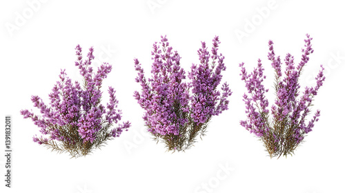 Pack of Heather set of Three Different Poses set Against Transparent Background for Nature Branding, Garden Design, or Floral Promotion Projects