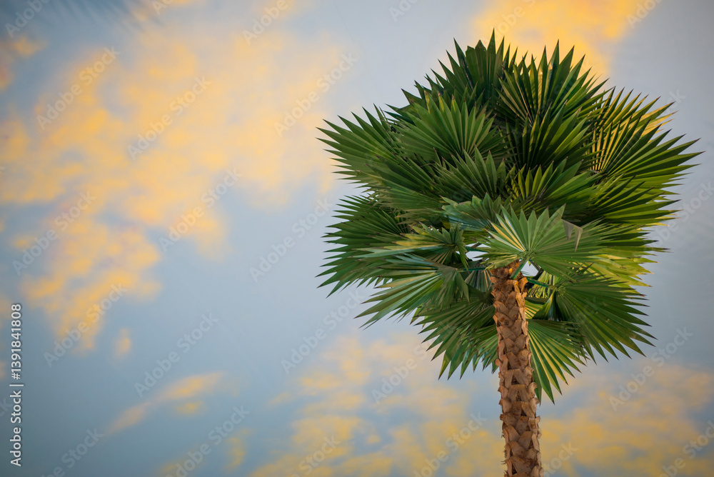 Palm tree with reflection in the water at sunset. Tropical background Palm tree with reflection in the water at sunset. Tropical background