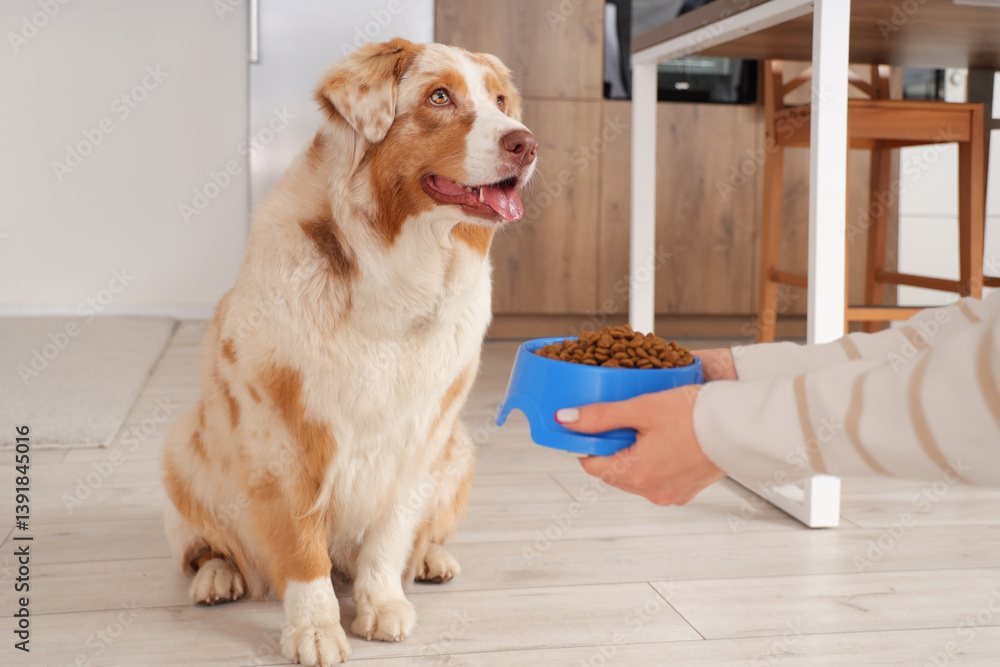 Australian Shepherd dog and female hands with bowl of dry pet food at home