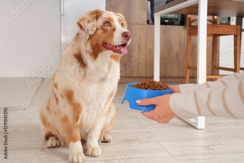Obraz na płótnie Australian Shepherd dog and female hands with bowl of dry pet food at home w salonie