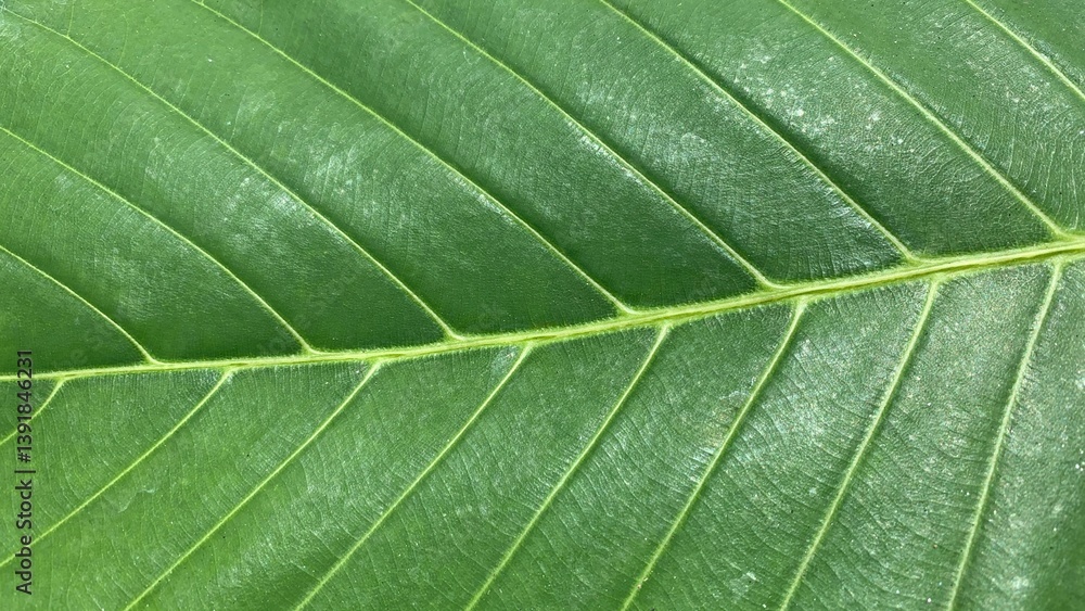 view of details of leaf in the garden green view of details of leaf in the garden green