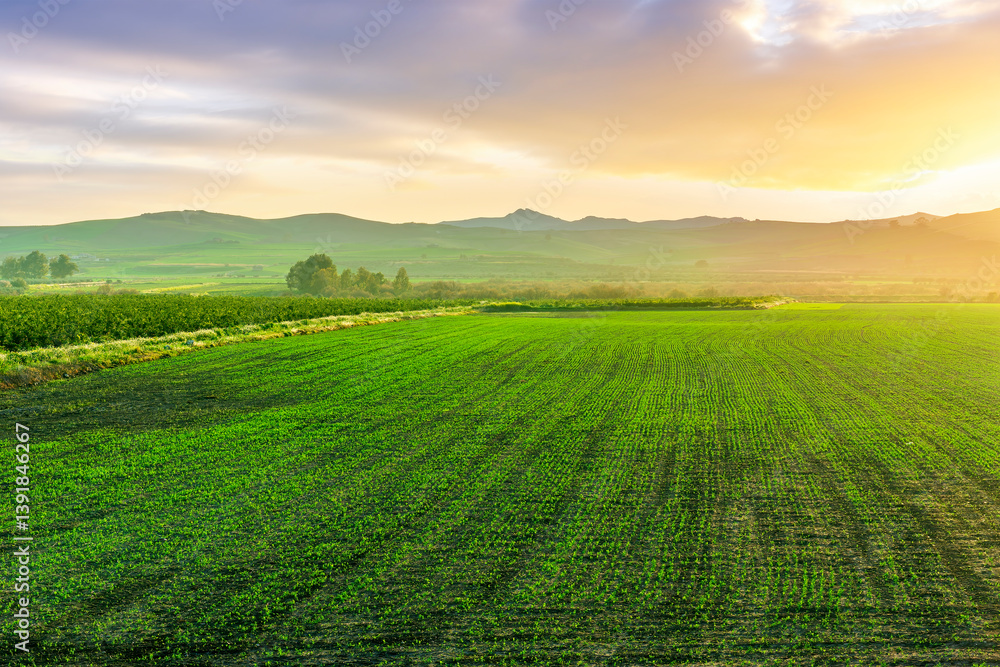 Obraz premium spring season green landscape of green field and meadow in a hill countryside with mountains and beautiful sunset sky on background