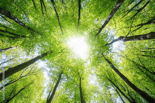 Sunlight filters through dense green tree canopy in tranquil forest setting during midday in summer