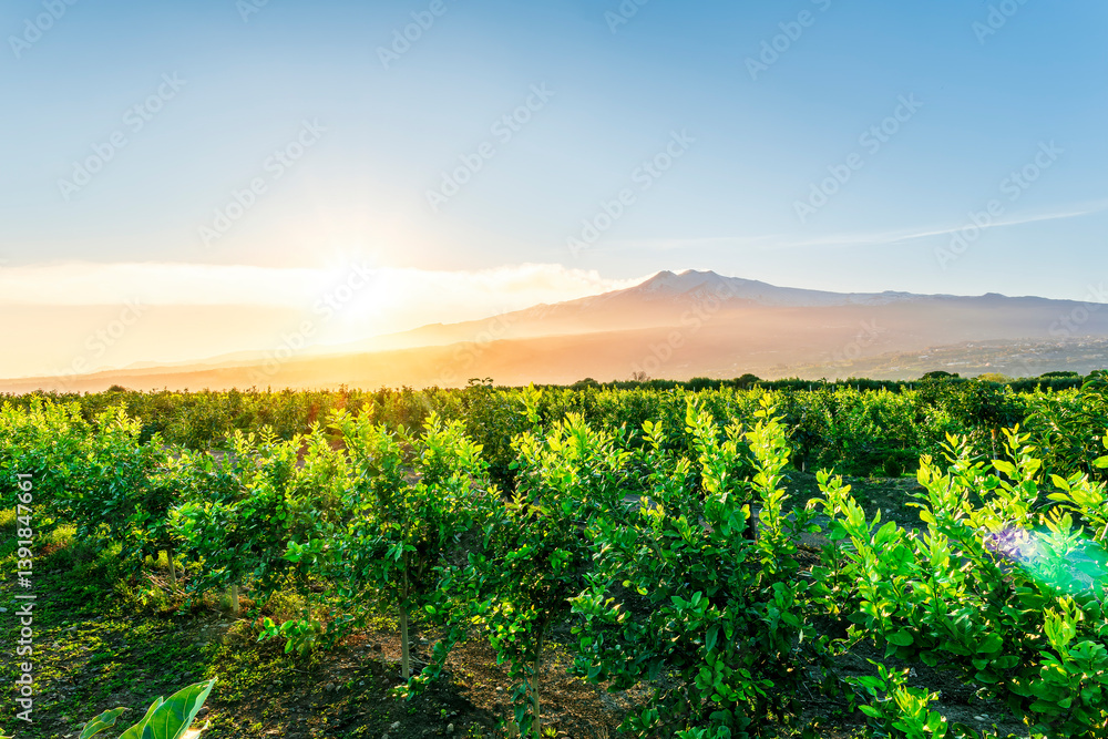 Fototapeta premium sunset or sunrise landscape of a green summer garden on a fruit tree plantation with green leaves and amazing cloudy sky above mountains