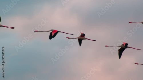 A breathtaking slow motion video of flamingos gracefully flying in formation across a vibrant sunset sky, evoking peace and natural beauty