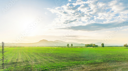 amazing green sunset at spring farmland field with green plants, golden rays and amazing sunset above mountains