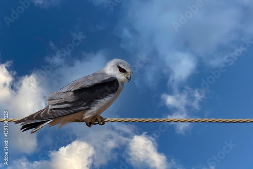 Obraz na płótnie Black-Shouldered Kite Perched on Electric Wire Near Roadside w salonie