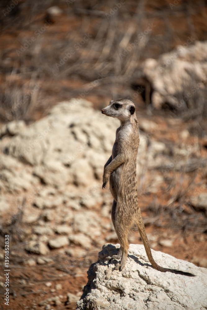 Fototapeta premium A meerkat stands tall on its hind legs, scanning the vast Kalahari with watchful eyes. Its tiny silhouette against the endless desert tells a story of survivalAnimal of africa