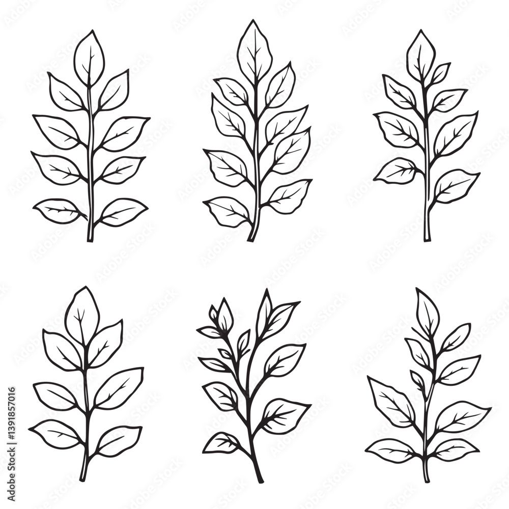 Fototapeta premium Boxwood Leaf Vector Line Art for Elegant Design