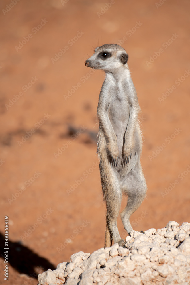 A meerkat stands tall on its hind legs, scanning the vast Kalahari with watchful eyes. Its tiny silhouette against the endless desert tells a story of survivalAnimal of africa A meerkat stands tall on its hind legs, scanning the vast Kalahari with watchful eyes. Its tiny silhouette against the endless desert tells a story of survivalAnimal of africa