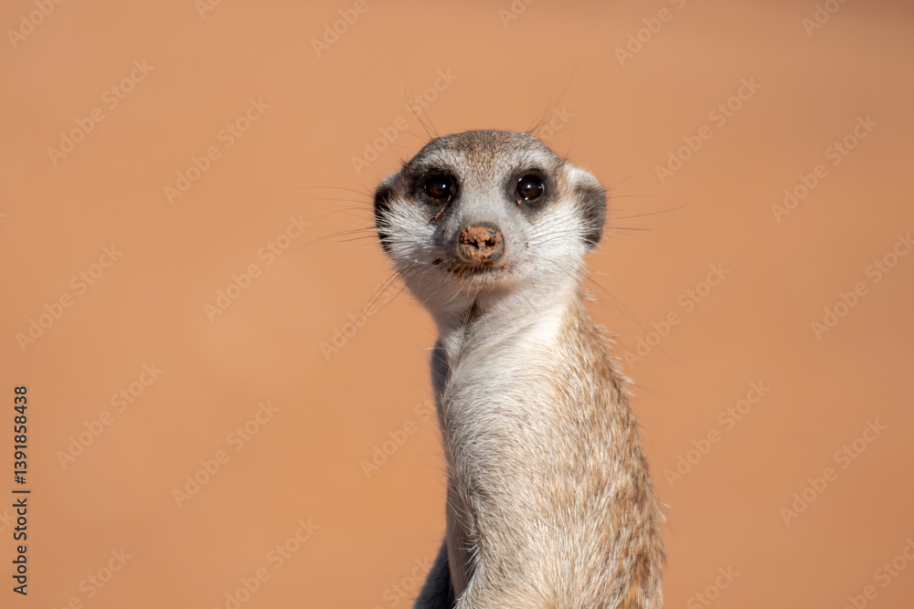 Fototapeta premium A meerkat stands tall on its hind legs, scanning the vast Kalahari with watchful eyes. Its tiny silhouette against the endless desert tells a story of survivalAnimal of africa