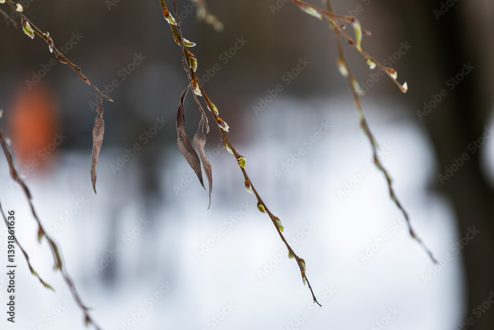 Fototapeta premium budding buds on a tree branch in early spring