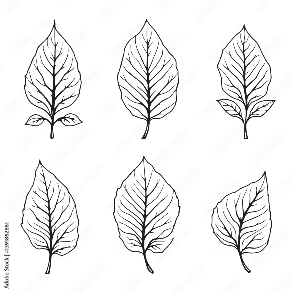 Obraz premium Elegant Basil Thai Leaf Vector Line Art Design