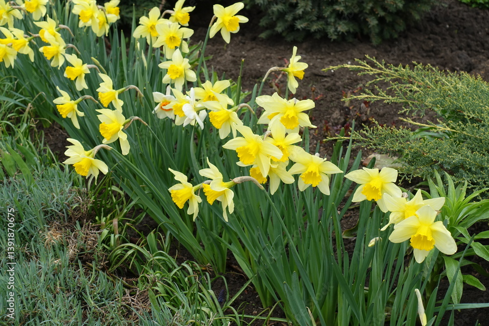 Many yellow and orange flowers of daffodils in April