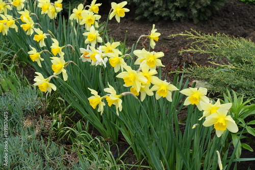 Obraz na płótnie Many yellow and orange flowers of daffodils in April w salonie